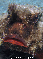 Batfish, Saba Island. by Abimael Márquez 